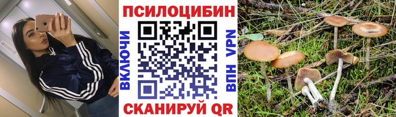 Галлюциногенные грибы Psilocybe  Купино 